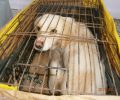 Η Π.Φ.Π.Ο. για την καταδίκη αστυνομικού της Αμοργού για παράβαση καθήκοντος σε υποθέσεις κακοποίησης ζώων